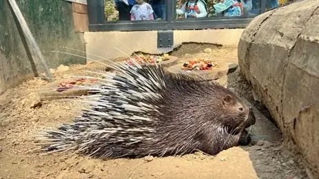 ▲高雄市議員白喬茵今（20）日進行市政總質詢時指出，壽山動物園草原動物區展場遮蔭設施不足，動物曝曬不人道，批市府不重視動物健康等缺失。對此，壽山動物園發出聲明嚴正駁斥不實指控。（圖／市議員白喬茵辦公室提供）