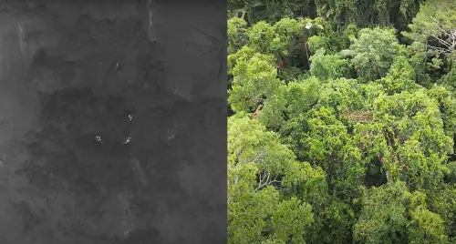 ▲澳洲貝內特樹袋鼠相當難發現，但埃米琳這次透過無人機紅外線在一小時內找到6隻貝內特樹袋鼠。（圖／Emmeline Norris YouTube）