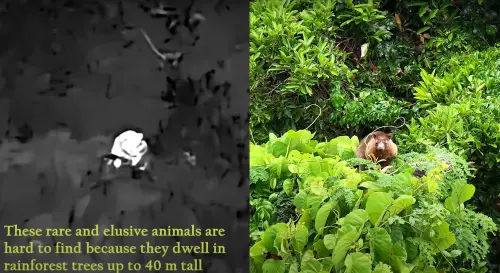 ▲澳洲貝內特樹袋鼠被捕獲，正面照片也難得曝光。（圖／Emmeline Norris YouTube）