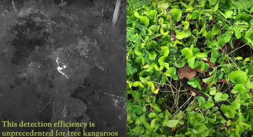 ▲澳洲貝內特樹袋鼠儘管藏在樹林間，還是被無人機找到。（圖／Emmeline Norris YouTube）