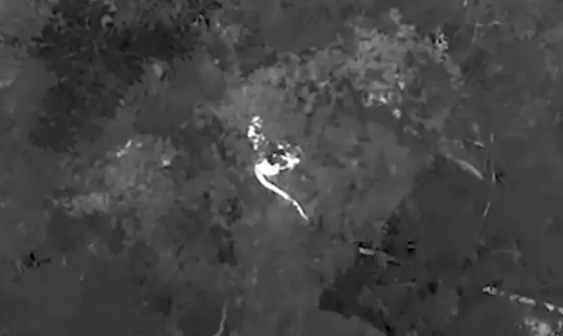 ▲澳洲神話級生物被找到了！澳洲有研究員透過無人機在空中俯拍樹林，意外在一小時內找到6隻神話級生物，大讚是前所未見！（圖／Emmeline Norris YouTube）