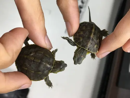 今日歷史／5月23日世界烏龜日　「這幾隻」台灣龜撿回家會被判刑
