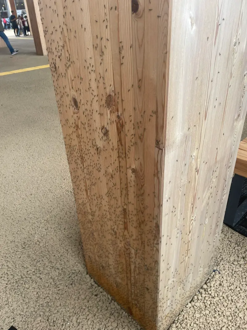 ▲大阪世博會場出現大量蟲屍，畫面相當噁心。（圖／翻攝自X／@x_t126）