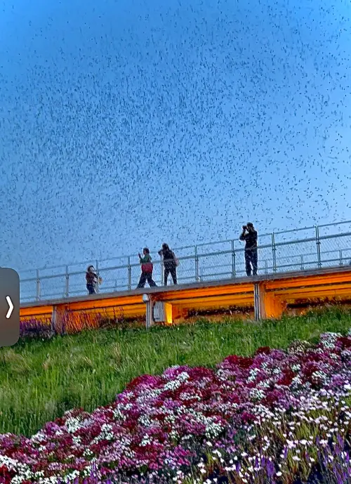 ▲大阪萬博會場內出現大量飛蟲，畫面相當噁心。（圖／翻攝自X／@cocolends1）