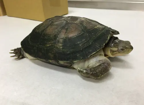 ▲柴棺龜眼後有一條較粗的黃綠色眼帶,腹甲淺色,邊緣具火焰紋。(圖/台北市動保處提供) ▲柴棺龜眼後有一條較粗的黃綠色眼帶,腹甲淺色,邊緣具火焰紋。(圖/台北市動保處提供)