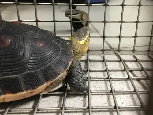 ▲眼後有亮黃色眼帶。(圖/台北市動保處提供) ▲眼後有亮黃色眼帶。(圖/台北市動保處提供)