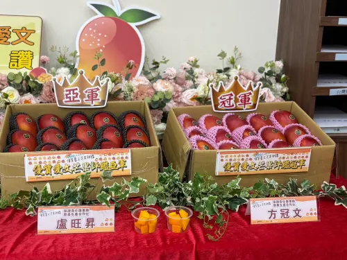 ▲今年受到極端氣候影響，導致著果率下降，但參賽芒果仍然香氣濃郁、品質優良實屬難得。（圖／屏東縣府提供）