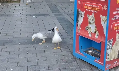 ▲土耳其海鷗常常會在公園的貓飼料販賣機旁學貓叫，藉此誘使愛貓人士投幣讓飼料掉出，藉此飽餐一頓。（圖／ig@gullsco）