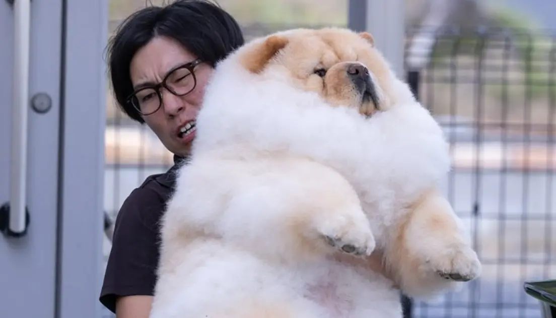 ▲在日本有一隻鬆獅犬妹妹KOMA，因為爸爸在抱著牠的時候，露出了極度吃力的表情，父女倆瞬間爆紅。（圖／IG@_komame_chan_）