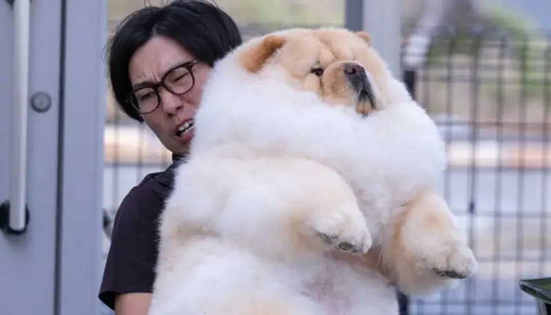 抱起25公斤超圓鬆獅犬！爸爸吃力表情爆紅　真相大逆轉：我不胖啦