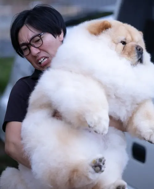 ▲KOMA妹妹目前25公斤重,但其實在鬆獅犬中是相當標準的身材。(圖/IG@komame_chan) ▲KOMA妹妹目前25公斤重,但其實在鬆獅犬中是相當標準的身材。(圖/IG@komame_chan)