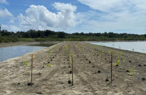 ▲台灣大希望從一口魚塭開始，打造具國際輸出潛力的藍碳復育典範。（圖／台灣大提供）