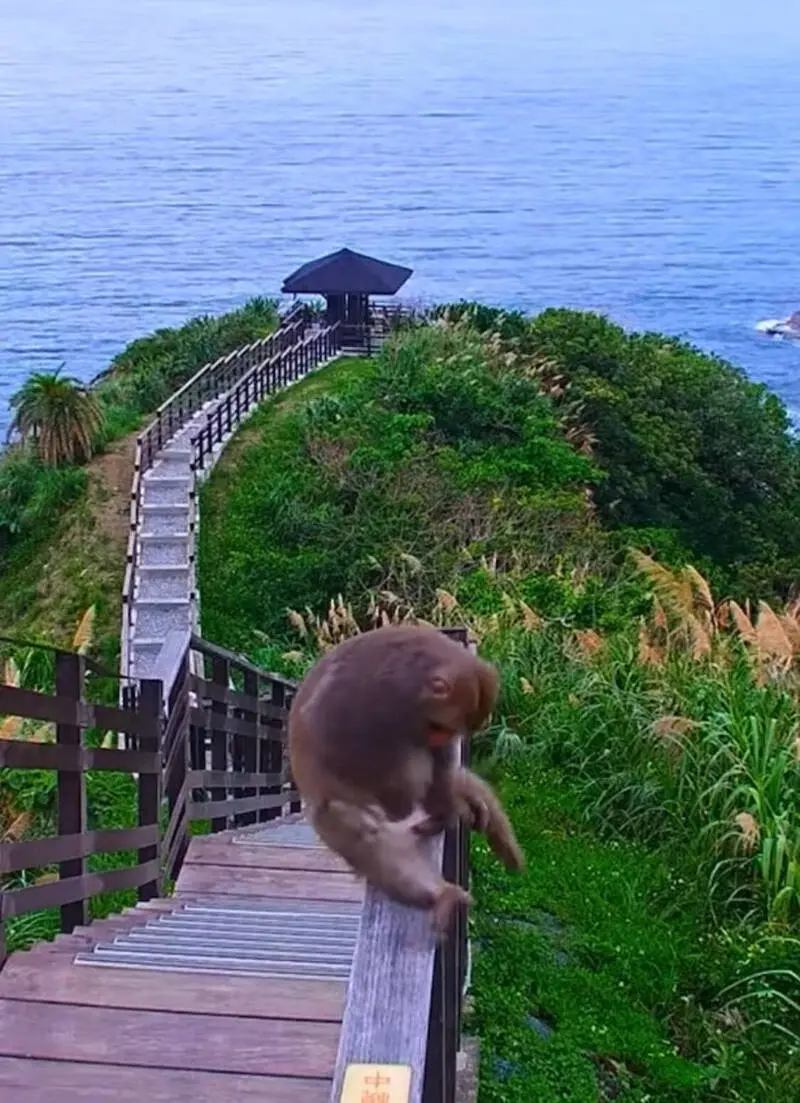 ▲ 位於花蓮縣豐濱鄉磯崎大石鼻山的攝影機，剛修復完就拍到逗趣的畫面，有一隻公猴雙腳打開抓癢。（圖／東管處提供）