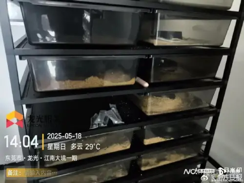 ▲中國廣東東莞一處社區屢次傳出有蛇出沒,追查後發現是有住戶養超過百條寵物蛇。(圖/翻攝自微博/南方日報) ▲中國廣東東莞一處社區屢次傳出有蛇出沒,追查後發現是有住戶養超過百條寵物蛇。(圖/翻攝自微博/南方日報)