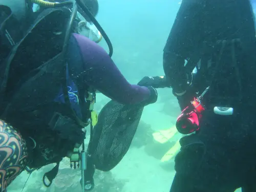 海保署「潛水淨海、友善珊瑚」 逾百人攜手淨海清除海廢 ▲海保署「潛水淨海、友善珊瑚」, 逾百人攜手淨海清除海廢,將海廢裝進網袋帶上岸。(圖/海保署提供)