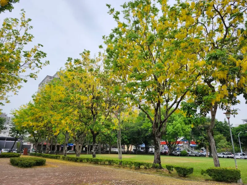 ▲半屏厝公園阿勃勒盛開(圖／建設局提供2025.5.25)