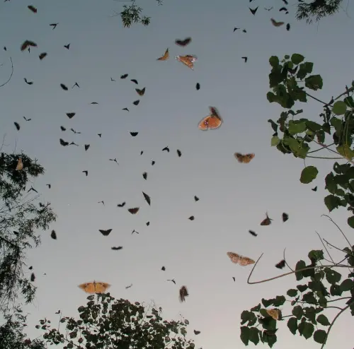 ▲蝴蝶效應進行式：墾丁國家公園守護紫斑蝶未來。（圖／墾管處）