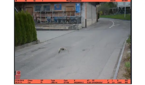 柯尼茲鎮7年前也曾有一隻綠頭鴨被拍下「超速追焦」罰單。(圖/翻攝克尼茨市府臉書) ▲柯尼茲鎮7年前也曾有一隻綠頭鴨被拍下「超速追焦」罰單。(圖/翻攝克尼茨市府臉書)