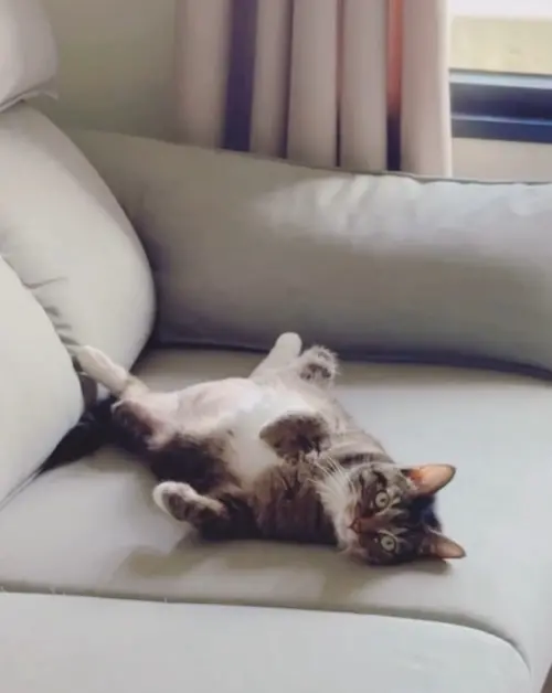 ▲咪咪生性活潑,是一隻可愛的米克斯,由於過去都會幫忙照料家人帶回的浪貓,沒想到這次因為咖波衛生紙套誤認是同類,鬧出這齣趣事。(圖/飼主授權提供) ▲咪咪生性活潑,是一隻可愛的米克斯,由於過去都會幫忙照料家人帶回的浪貓,沒想到這次因為咖波衛生紙套誤認是同類,鬧出這齣趣事。(圖/飼主授權提供)