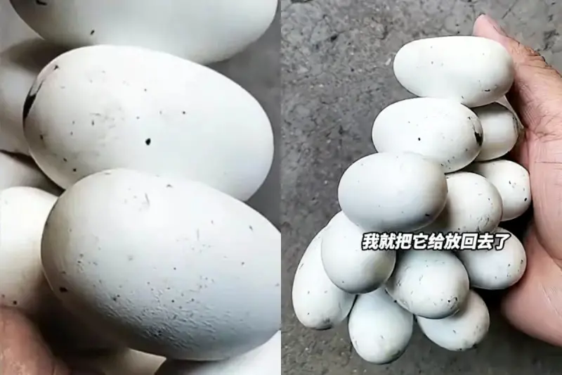 院子撿到「一串白蛋」！他嗨喊加菜　一票人反嚇壞：這家不能要了