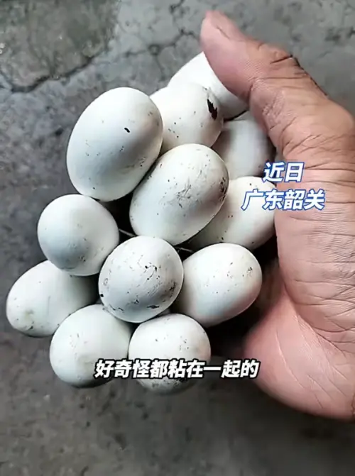 ▲許多網友一眼就認出來，這竟是野生毒蛇「眼鏡蛇」的蛋，紛紛嚇壞直呼：「趕快把蛋放回去！」（圖／翻攝自小紅書）
