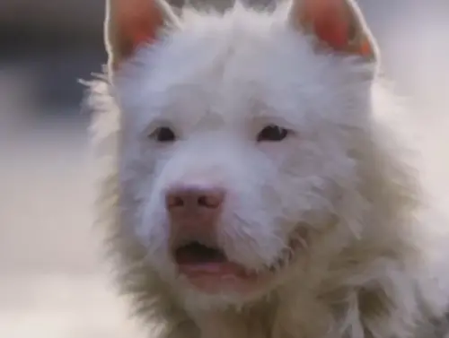 路邊跑出「白色豬鼻狗」超罕見！內行爆出真面目　眾愣：長知識了
