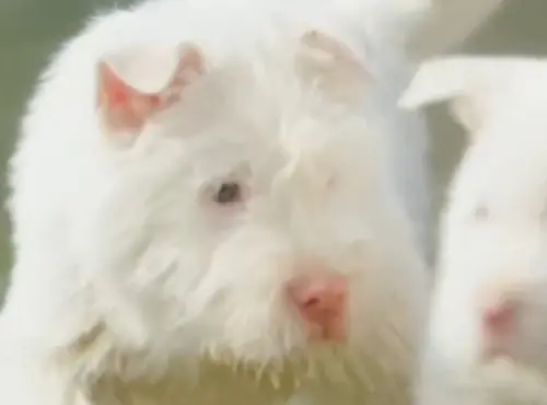 ▲下司犬小時候看起來溫馴可愛，但牠其實是一隻獵犬。（圖／央視新聞微博）