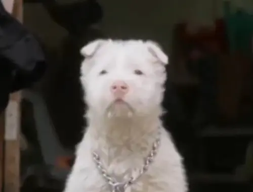 ▲下司犬極度靈敏，且擁有高超的追蹤獵物技能。（圖／央視新聞微博）