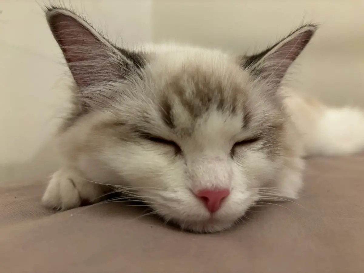 ▲5月30日是一年一度的「國際擁抱貓咪日」，為了增進人類與貓咪的感情。（圖／記者張志浩攝）