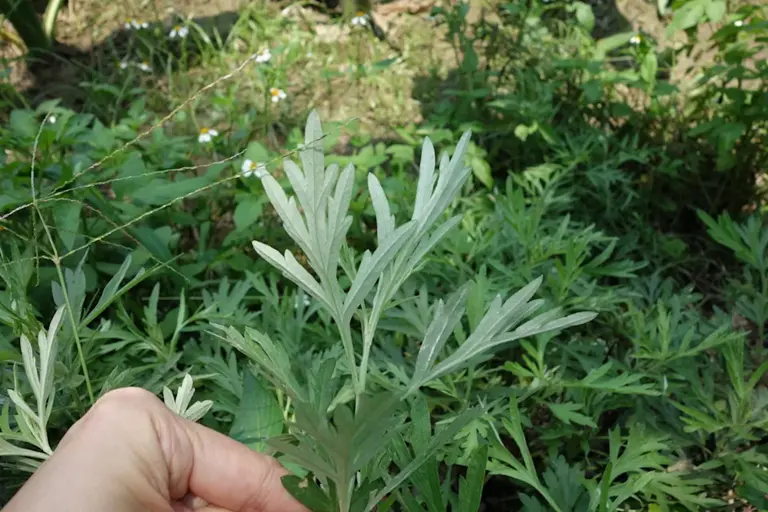 端午節習俗多！艾草葉可止血、治療月經過多　雄黃酒有毒別碰口