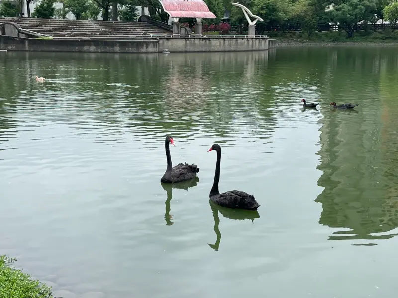 ▲秋紅谷黑天鵝搬新家，鳶鳶與揚揚飛向北大展開新生活(圖／建設局提供2025.5.30)
