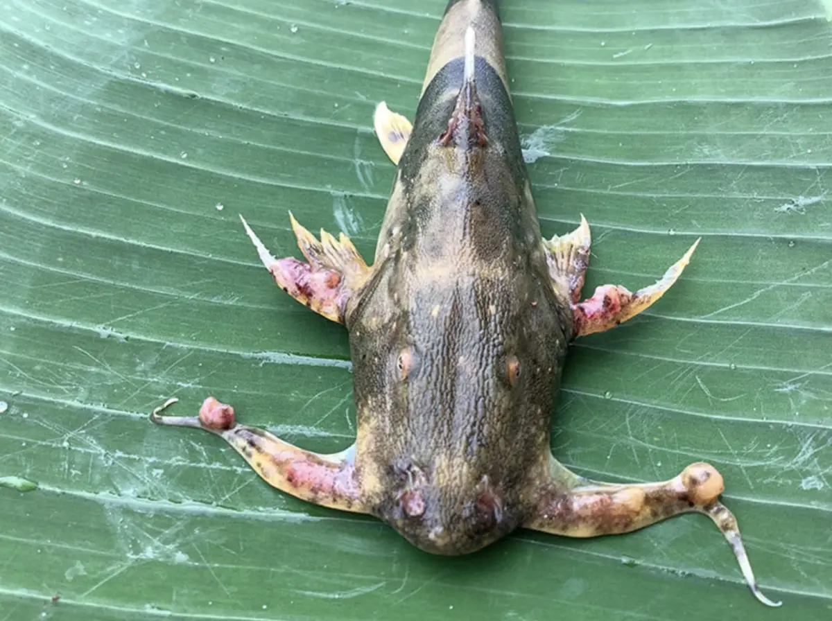 ▲泰國清萊的河流疑似因採礦受到污染，魚的身上出現紅色腫塊。（圖／翻攝自naewna）