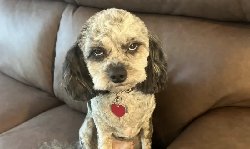 送愛犬去剪毛「變寸頭狗」！500萬人見照笑噴：牠看起來極度不爽