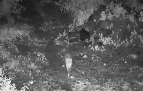 ▲攝影機拍下紅狼媽媽「Oak」溫柔地叼著自家小寶貝，準備前往新的住處。（圖／Wolf Conservation Center臉書）