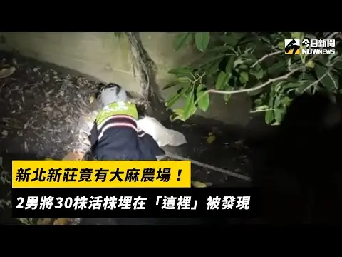 新北新莊竟有大麻農場！2男將30株活株埋在「這裡」被發現｜NOWnews