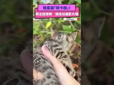 搗蛋貓「頭卡樹」！飼主超傻眼　調皮幼貓影片曝｜NOWnews