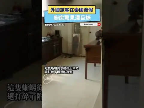 家裡出現超巨大蜥蜴！外國旅客在泰國渡假　廚房驚見澤巨蜥｜NOWnews