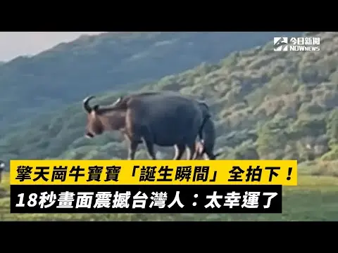 擎天崗牛寶寶「誕生瞬間」全拍下！18秒畫面震撼台灣人：太幸運了｜NOWnews
