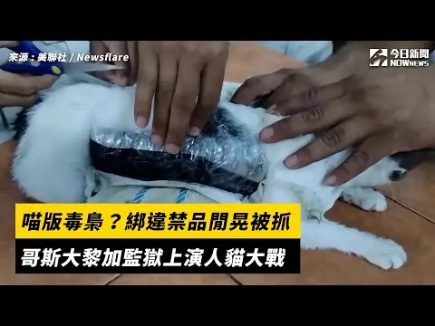 喵版毒梟？綁違禁品閒晃被抓　哥斯大黎加監獄上演人貓大戰｜NOWnews