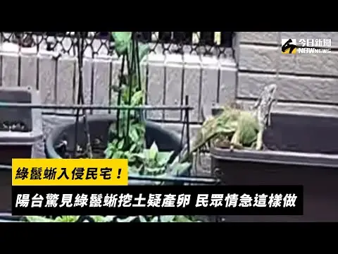 綠鬣蜥入侵民宅！陽台驚見綠鬣蜥挖土疑產卵 民眾情急這樣做｜NOWnews