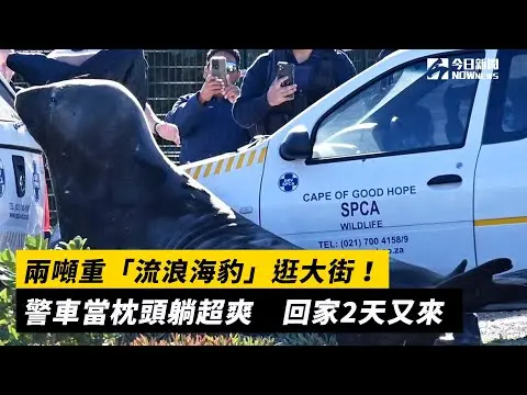 兩噸重「流浪海豹」逛大街！警車當枕頭躺超爽　回家2天又來｜NOWnews
