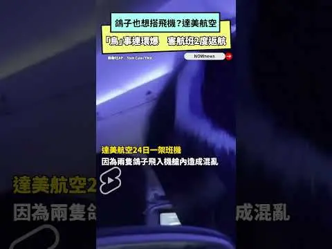 鴿子也想搭飛機？達美航空「鳥」事連環爆　害航班2度返航｜NOWnews