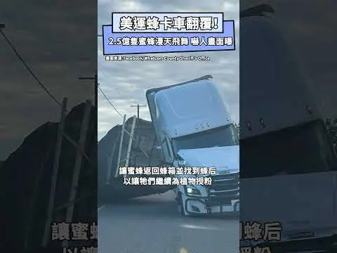 美運蜂卡車翻覆！「2.5億蜜蜂逃竄」漫天飛舞　嚇人畫面曝｜NOWnews