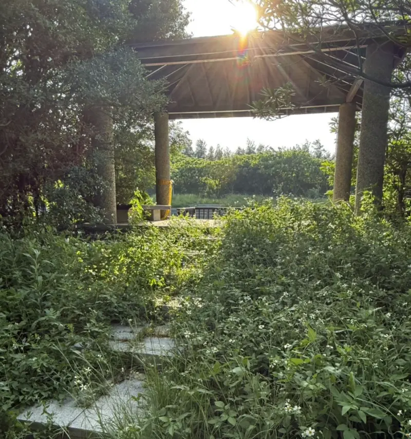 新竹公園雜草長太狂　林志潔示警：多人被蛇驚嚇