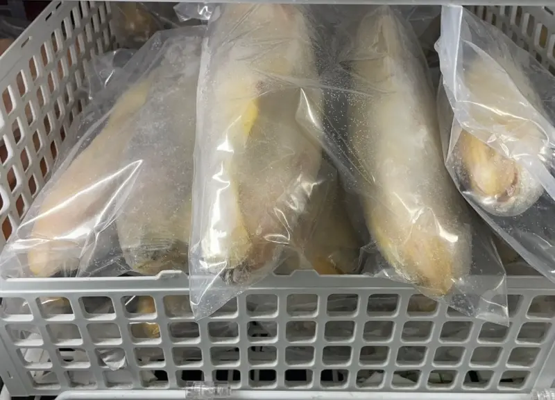 中國進口小黃魚驗出禁用抗生素！已售出1千公斤　追回400公斤