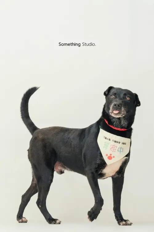 帥帥的帥氣沙龍照。(圖/新北動保處) ▲帥帥的帥氣沙龍照。(圖/新北動保處)