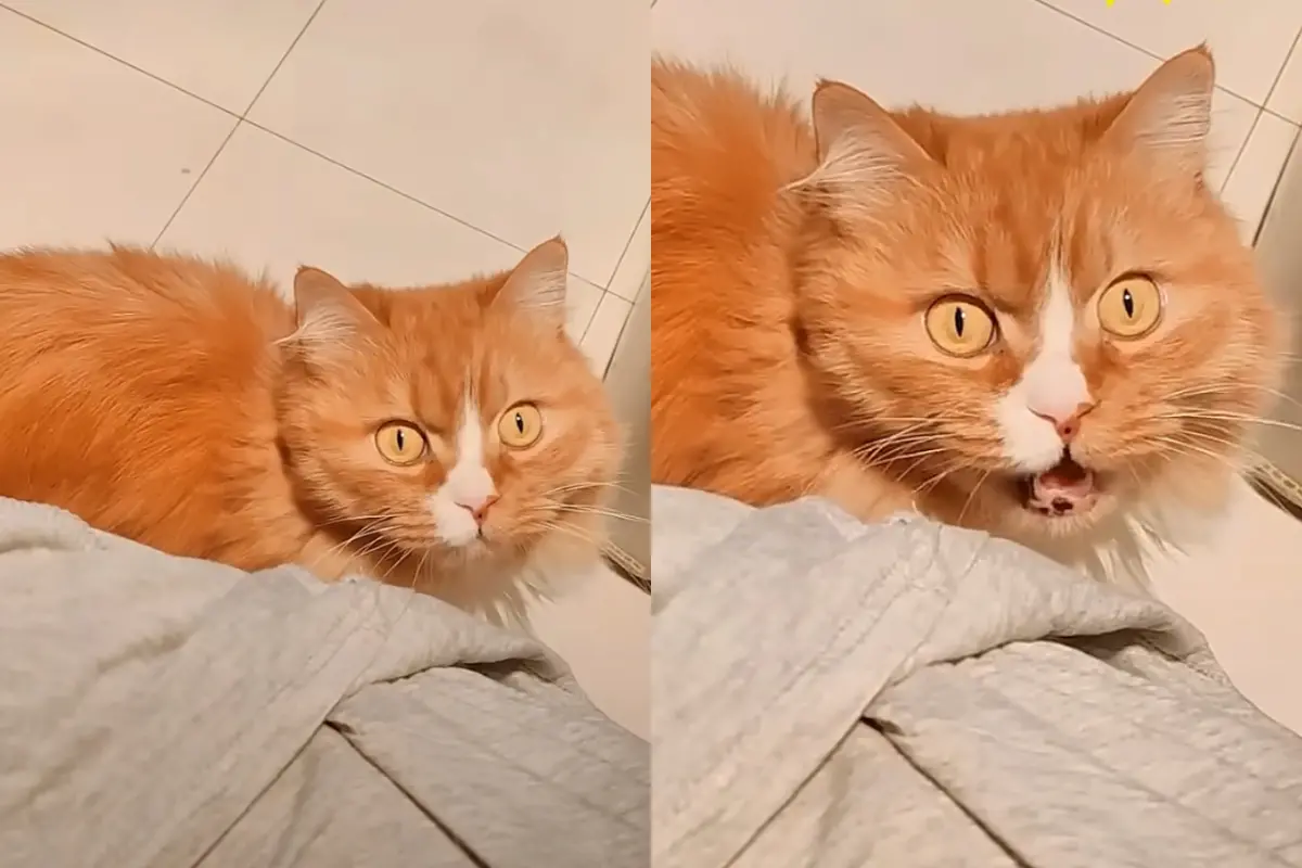▲一隻外表高貴的長毛橘貓，模樣看起來既尊貴又霸氣，卻因為開口發出極具反差的「大叔嗓音」意外爆紅。（圖／翻攝自YT）