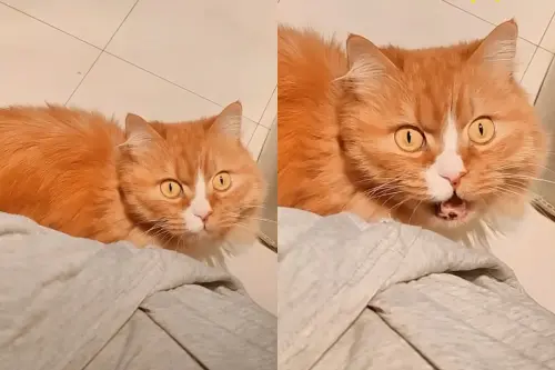 長毛橘貓仙氣爆棚！一開口「噴出大叔嗓」爆紅　百萬人愣：太反差
