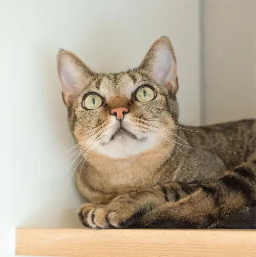 ▲好味小姐頻道經常分常自家貓咪的日常生活，以及有關貓咪的小知識。（圖／好味小姐臉書）