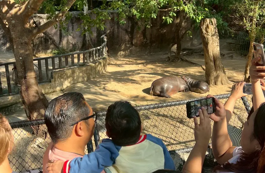 ▲2025年初，一位6歲的癌末男孩奧特被「特別招待」到綠山動物園，近距離觀賞彈跳豬的可愛模樣。（圖／IG@khamoo.andthegang）